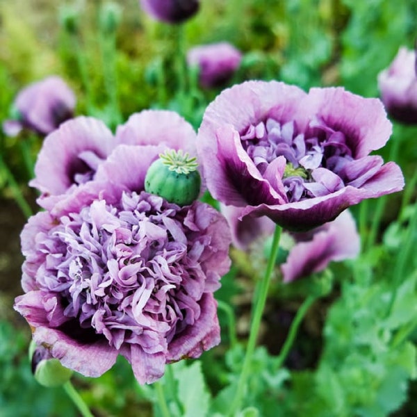 Peony Poppy English Frilly {Papaver somniferum} Organic | Cutting | Showy Ornate Blooms | 20+ seeds Free U.S. Shipping! |