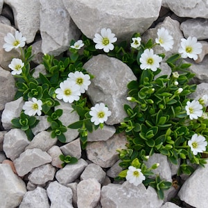 200+ Snow In Summer (Cerastium) PERENNIAL GROUND COVER White Flower Seeds