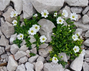 200+ Snow In Summer (Cerastium) PERENNIAL GROUND COVER White Flower Seeds