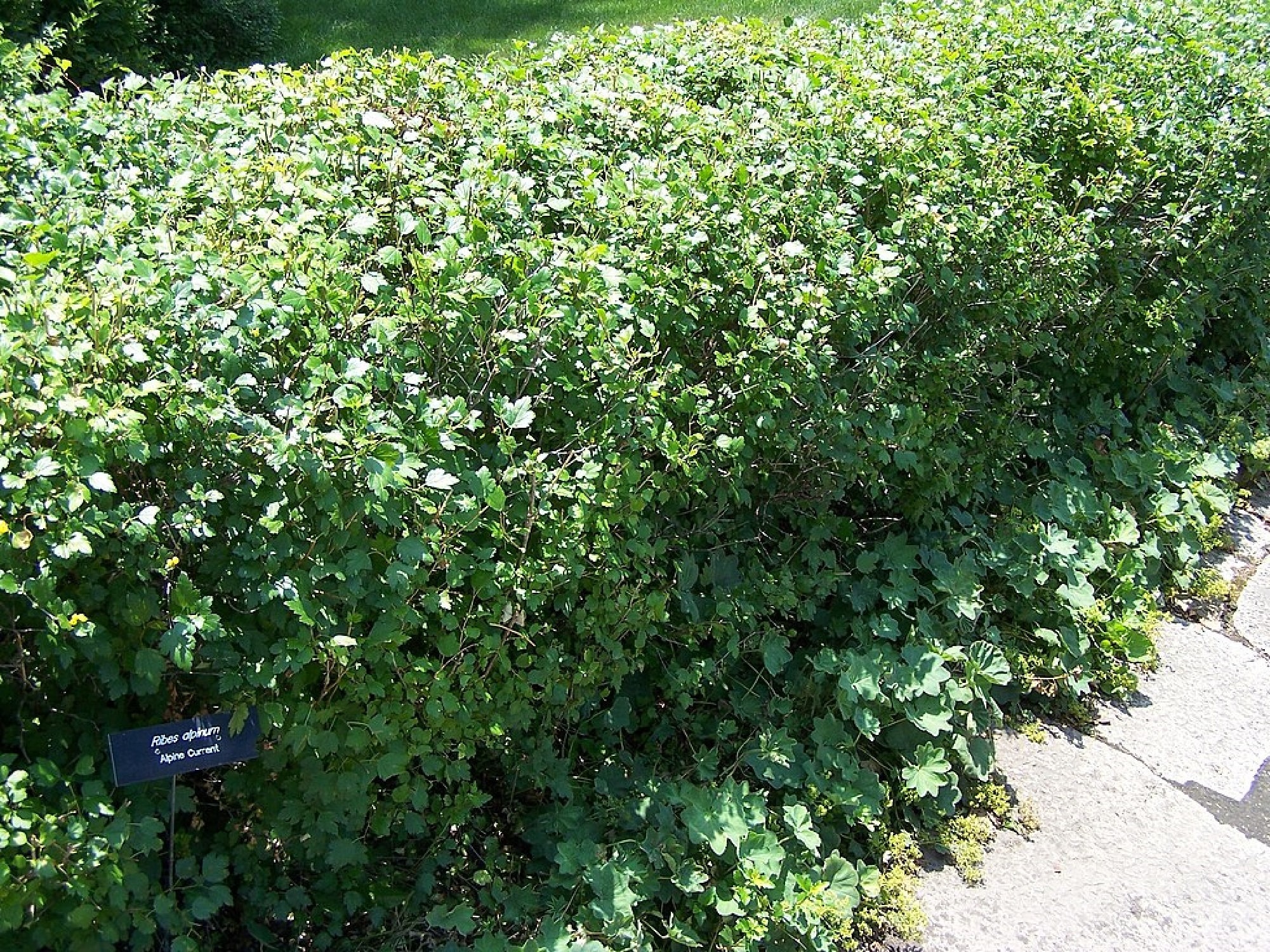 Alpine Currant {ribes Alpinium} Flowering Ornamental | Landscaping ...