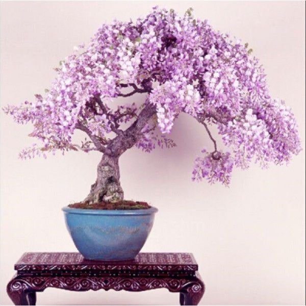 PERSIAN LILAC {Melia Azedarach} 10 Tree Seeds | Sacred Tree | Fast Growing 85% Germination | Showy Blooms | Free Domestic Ship