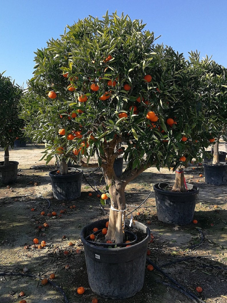 May include: A potted orange tree with ripe orange fruit growing on its branches. The tree is in a black plastic pot and is surrounded by fallen oranges.