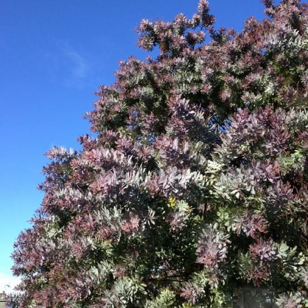 Purple leaved Acacia {Baileyana v purpurea} Showy Blooms | Year round Beauty | Fast Growing | Bonsai favorite | 10 seeds Free Shipping!
