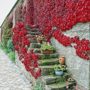 Boston Ivy {Parthenocissus tricuspidata}Trains Easily | Fast Growing | AGM Winner | Indoor Starter 10 Pre Stratified seeds Free Shipping!
