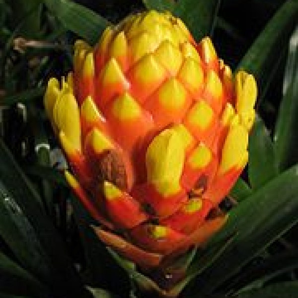 Bromeliad Guzmania teuscheri Ornate Houseplant | Air purifying | Showy Blooms | Epiphyte Plant 5 seeds Free Shipping!
