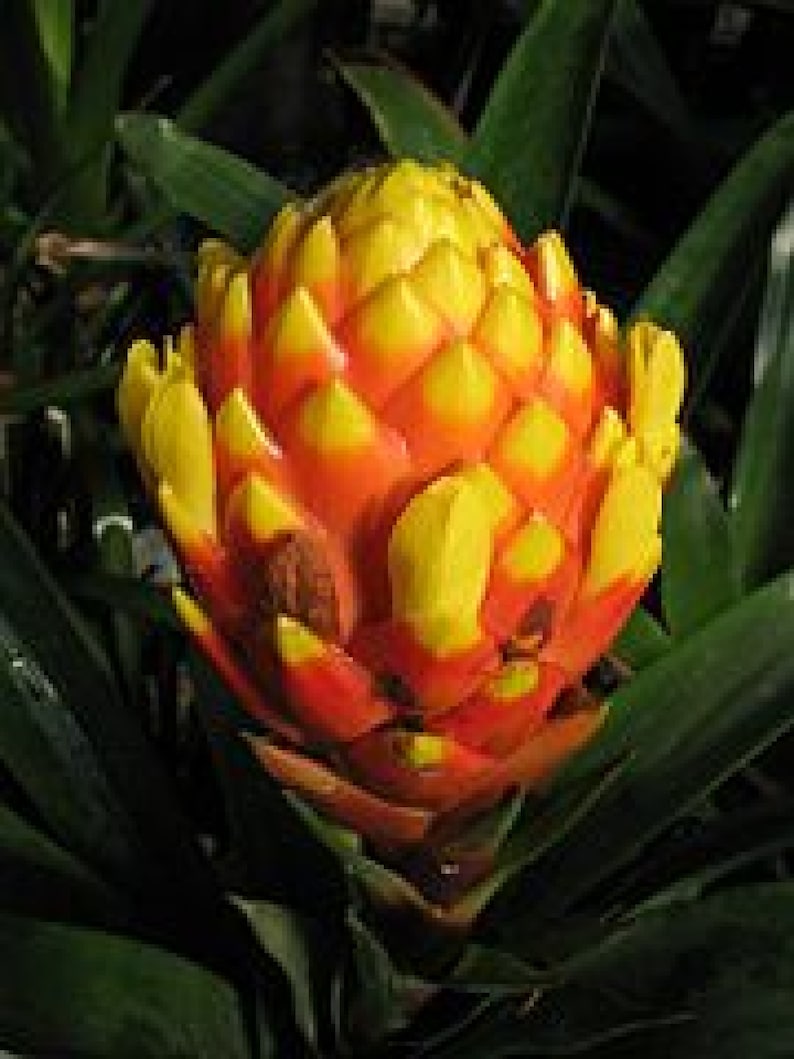Bromeliad Guzmania teuscheri Ornate Houseplant Air purifying Showy Blooms Epiphyte Plant 5 seeds Free Shipping image 1