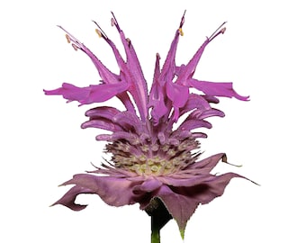 Wild Bergamot 600+ Seeds {Monarda fistulosa} | Bee Balm: A Deer-Resistant, Perennial Herb & Culinary Flower