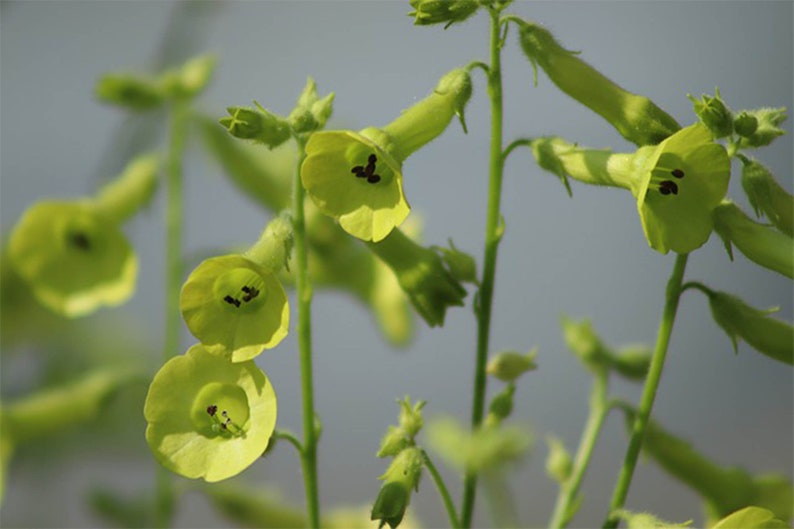 200 Nicotiana Lime Green Seeds Nicotiana Alata image 1