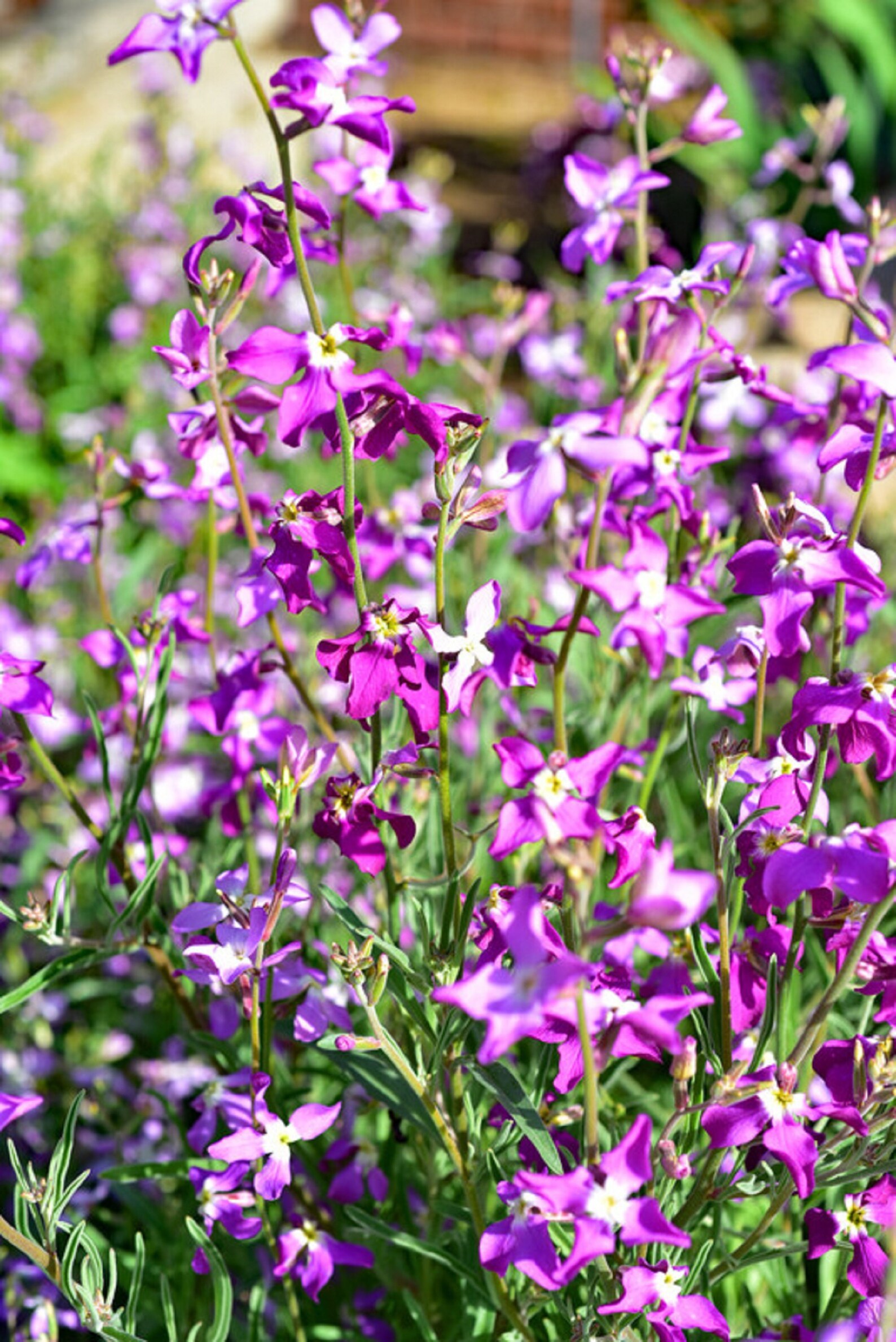 3000 Evening Scented Night Stock Matthiola Flower Seeds Bulk Etsy