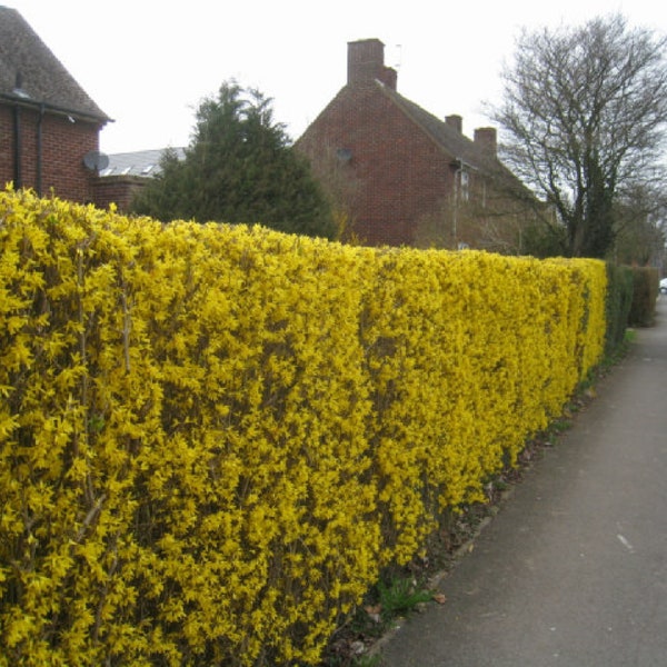 Weeping Forsythia {Forsythia suspensa} Ornate Showy Shrub | Privacy Hedge | Container Favorite | Fast Growing 20+ seeds Free Shipping!