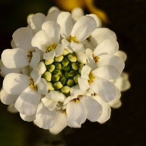 250 Empress White Candytuft Rocket Flower Seeds Iberis Amara, Medicinal Plant image 3