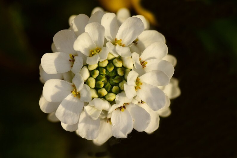 250 Empress White Candytuft Rocket Flower Seeds Iberis Amara, Medicinal Plant image 3
