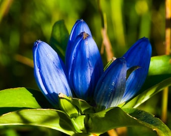 Blue Bottle Gentian {Gentiana andrewsii} Ornate Blooms | Perennial Heirloom | Pre-Stratified | Cutting Favorite | 200+ seeds Free Shipping!