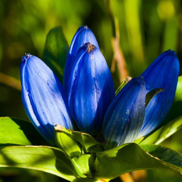 Blue Bottle Gentian {Gentiana andrewsii} Ornate Blooms | Perennial Heirloom | Pre-Stratified | Cutting Favorite | 200+ seeds Free Shipping!