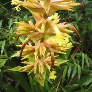 Bromeliad Guzmania teuscheri Ornate Houseplant Air purifying Showy Blooms Epiphyte Plant 5 seeds Free Shipping image 3