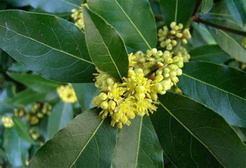 Hyerfarm Sweet Bay Laurel Tree