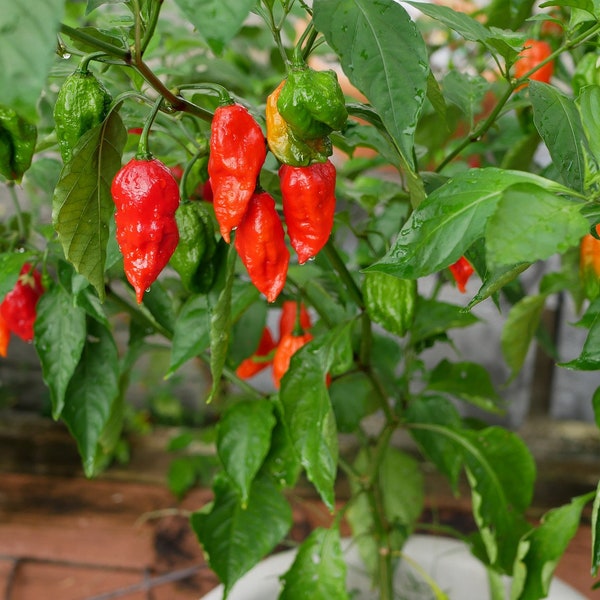 Ghost Pepper 1 MILLION + SCOVILLE!!!  {bhut jolokia} 2007-2017 Winner! Heirloom non-gmo 50+seeds free shipping! us seller