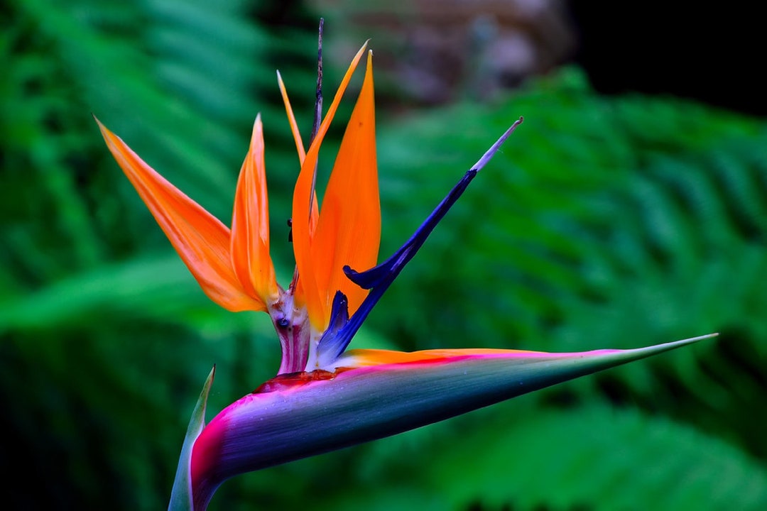 Birds of Paradise strelitzia Reginae Ornate Tropical Vibrant Colors ...