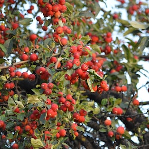 Siberian Crab apple {Malus baccata} Cold Hardy | Showy Blooms | Edible | Bonsai Favorite | Deciduous 15 seeds Free US Shipping