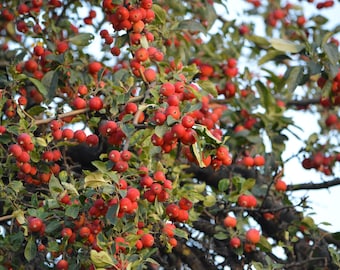 Siberian Crab apple {Malus baccata} Cold Hardy | Showy Blooms | Edible | Bonsai Favorite | Deciduous 15 seeds Free US Shipping