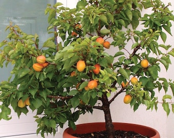 Dwarf Apricot tree {Prunus armeniaca} Organic | Edible | Flowering | Indoor starter | 2023 seed | 5 Pre-Stratified seeds | Free Shipping!