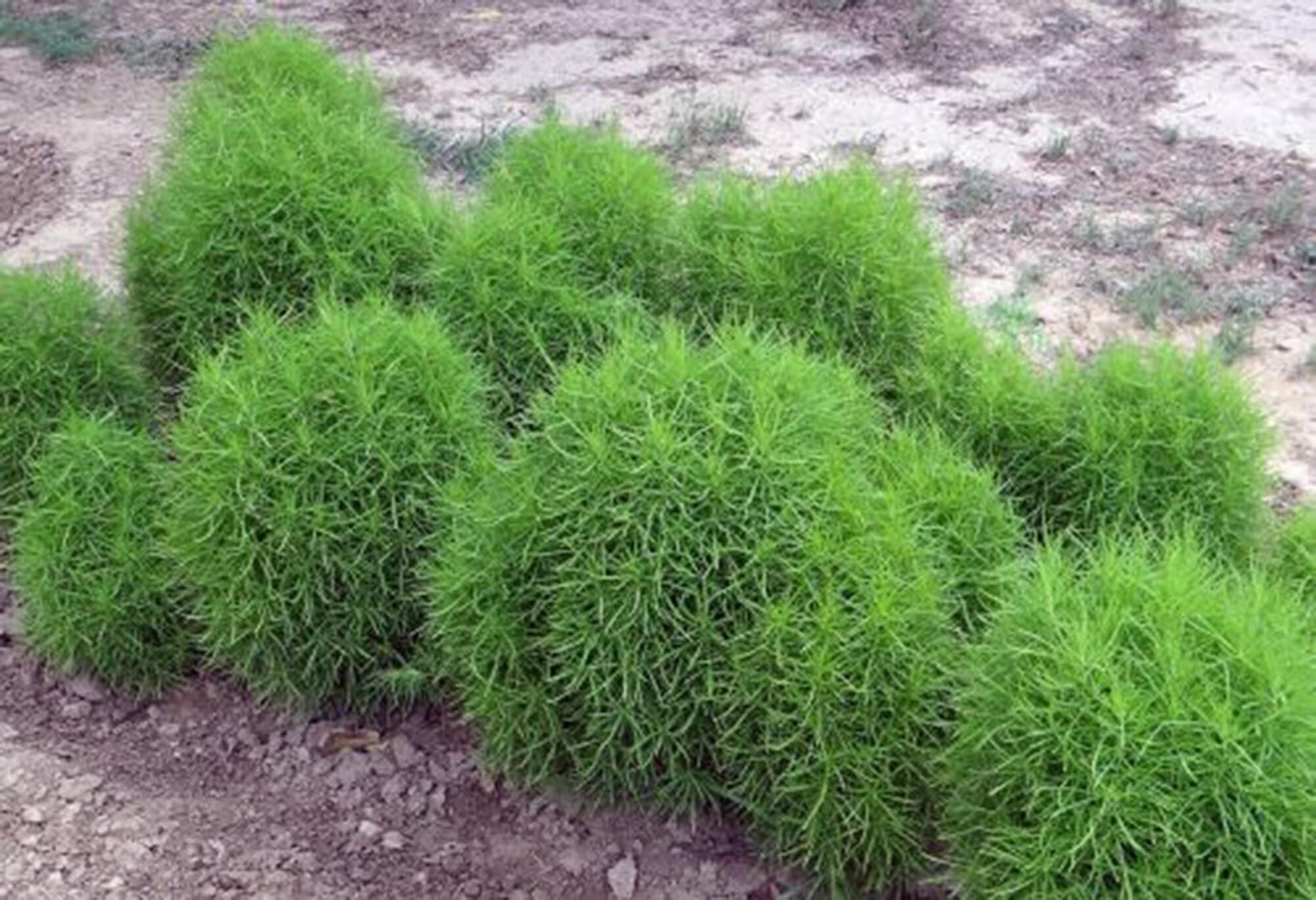 50 Burning Bush Seeds kochia Trichophylla RED BUSH Patio Etsy Australia