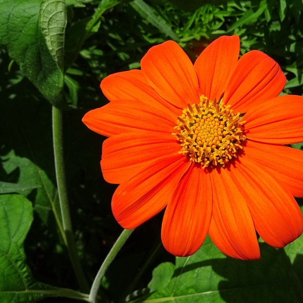 Florist choice! Torch Tithonia rotundifolia Mexican sunflower heat & drought resistant 50+ seeds FREE SHIPPING!