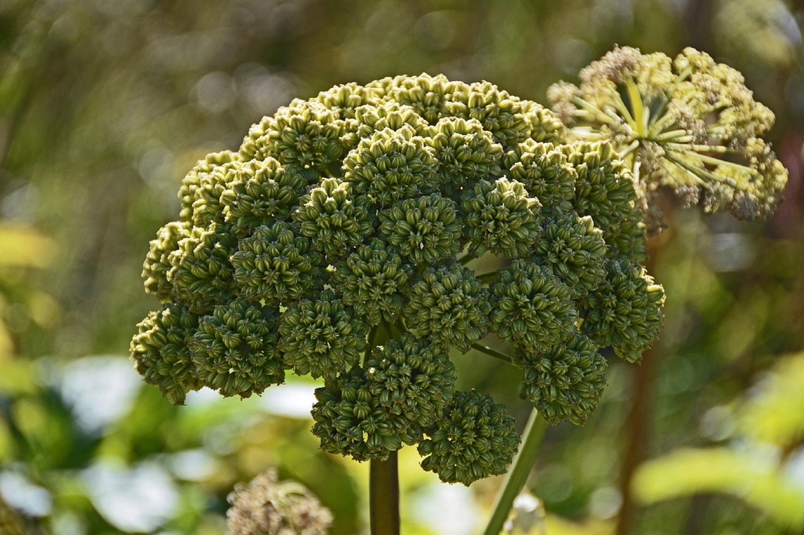 80 Great Angelica Seeds Perennial Medicinal Herb angelica Atropurpurea, A Rare, Sweettasting