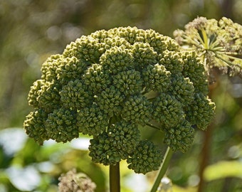 80 Great Angelica Seeds | Perennial Medicinal Herb (Angelica Atropurpurea), A Rare, Sweet-tasting Non-GMO Edible Heirloom