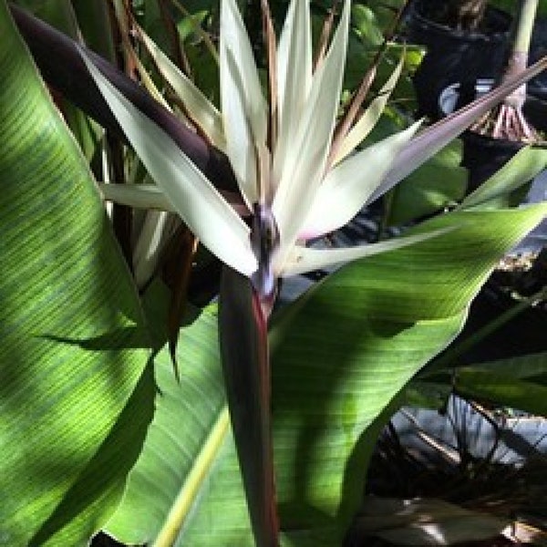 White Birds of Paradise {Strelitzia nicolai} Rare Tropical | Ornate Blooming | Landscaping Favorite | AGM Prizewinner | 3seeds Free Shipping