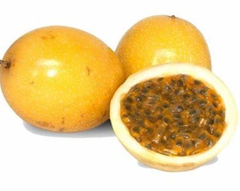 Golden Passionfruit Organic {Passiflora edulis flavicarpa} Fast Growing Vine | Fast Fruiting | Aromatic Ornamental | 10 SEEDS  Free Shipping