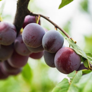 Beach Plum Seeds {Prunus Maritima} Superfruit | Edible Fruit Bush, 10 Pre-Stratified Seeds | Free Shipping!