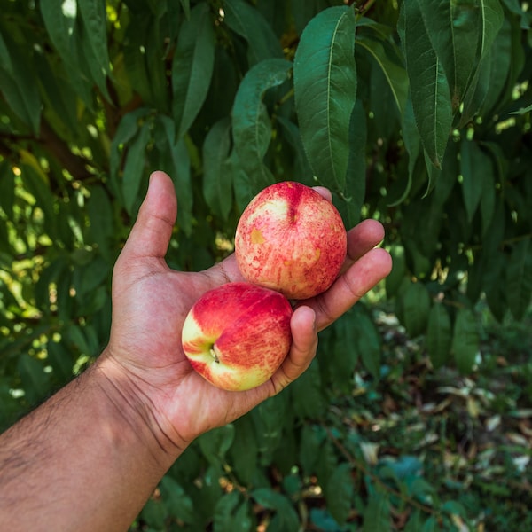 Dwarf Peach Tree {Prunus persica} 5 seeds | Hardy fruits | Cold tolerant | disease resistant | fast growing Free Shipping US seller