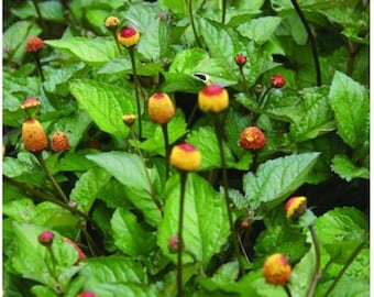 Toothache Plant {Spilanthes acmella oleracea} Organic Herbal | Culinary | Cutting | 20+ seeds Free U.S. Shipping!