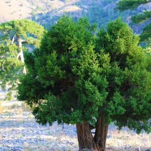 One Seed Juniper Sacred Tree Juniperus monosperma Evergreen Medicinal Perennial 5 seeds FREE SHIPPING image 4