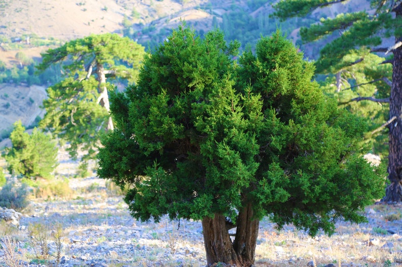 One Seed Juniper Sacred Tree Juniperus monosperma Evergreen Medicinal Perennial 5 seeds FREE SHIPPING image 4