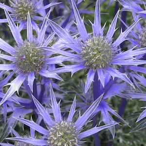 Florist Choice! Blue Star, Sea Holly (Eryngium Planium)  50+ seeds FREE SHIPPING drought tolerant perennial