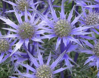 Florist Choice! Blue Star, Sea Holly (Eryngium Planium)  50+ seeds FREE SHIPPING drought tolerant perennial