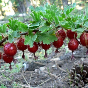 May include: Close-up of a branch laden with ripe gooseberries. The berries are a deep red color, covered in tiny spines, and hang from delicate stems. The leaves are a vibrant green, creating a contrast with the berries. A natural, organic theme.