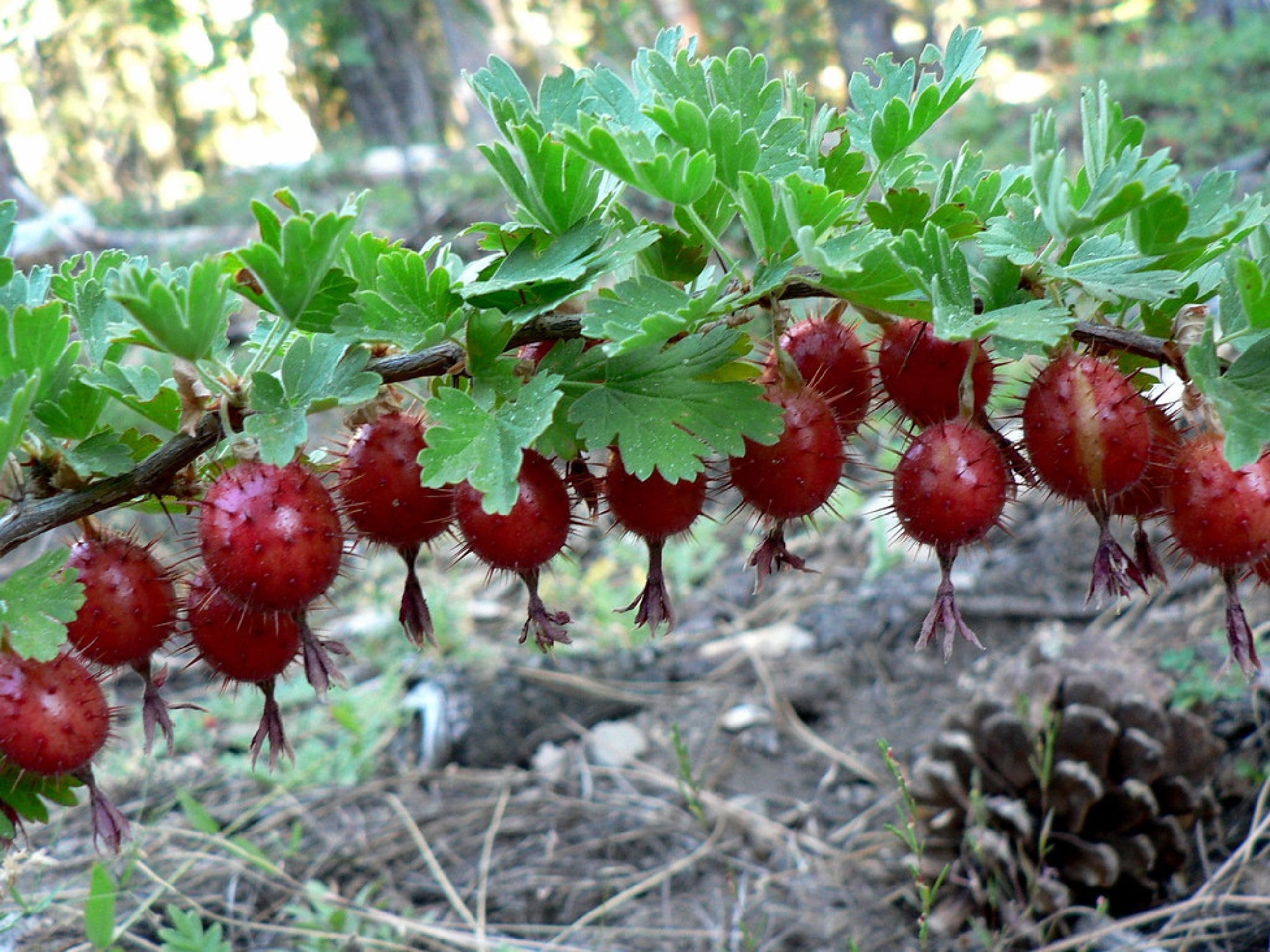Organic Sierra Goosebery {ribes Roezlii} Edible Flowering Shrub ...