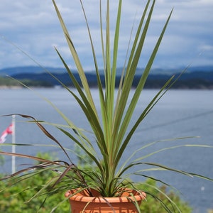 Dracaena Spike - Etsy