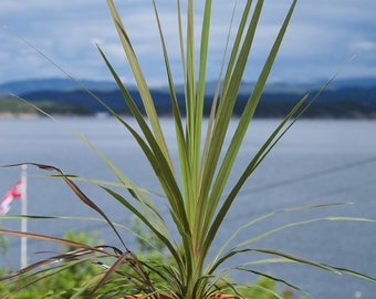 Blue Dracaena {cordyline Indivisa (australis)-hort} Tropical Houseplant |  Indoor Outdoor | Easy Growing Palm | 10 Seeds Free Shipping! - Etsy