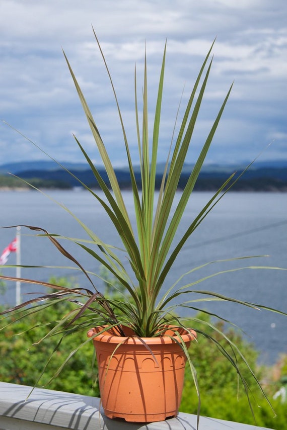 Buy Blue Dracaena {cordyline Indivisa (australis)-hort} Tropical Houseplant  | Indoor Outdoor | Easy Growing Palm | 10 Seeds Free Shipping! Online in  India - Etsy