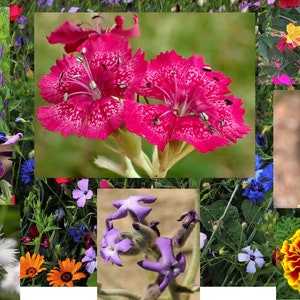 May include: A collage of various flowers in a garden setting. The flowers include pink, purple, white, yellow, and blue blooms. The flowers are arranged in a variety of patterns and textures.