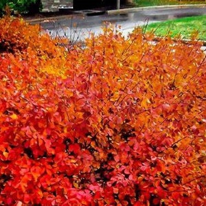 Konza Fragrant Sumac {Rhus aromatica Konza} Vibrant Deciduous | Ornamental Fruit | Soil Adaptive | Year Round Beauty 20 seeds Free Shipping