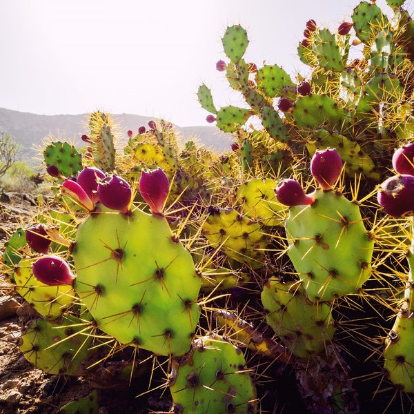 Cactus Pear {Opuntia ficus-indica} Edible | Heat tolerant | Drought tolerant | Medicinal 10 seeds Free Shipping! US seller