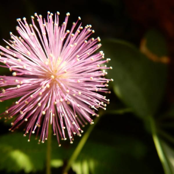 Shy flower {Mimosa Pudica} Sensitive plant | Indoor/Outdoor Annual and Perennial 50+ seeds Free Shipping!