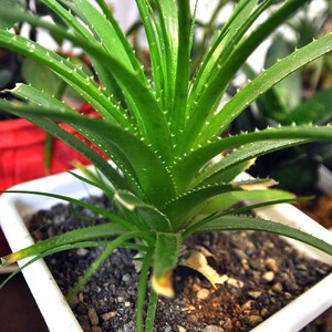 aloe plants in pots The Snobby Leaf | Aloe Vera - 6 inch Pot