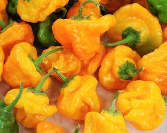 Scotch Bonnet Jamaican mushroom hot pepper |Culinary Select! | scoville 50,000/350,00 | sauce favorite | 20+ seeds Free Shipping!