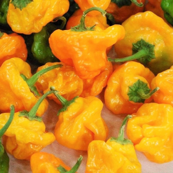 Scotch Bonnet Jamaican mushroom hot pepper |Culinary Select! | scoville 50,000/350,00 | sauce favorite | 20+ seeds Free Shipping!